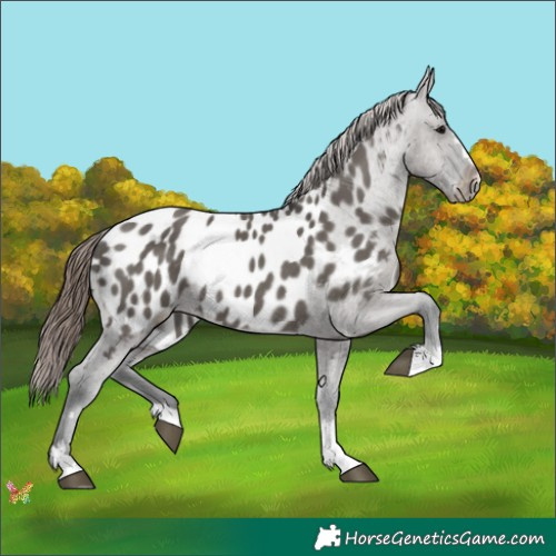 Horse Color:Grullo Appaloosa Rabicano 