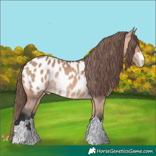 Horse Color:Bay Dun Appaloosa Rabicano 