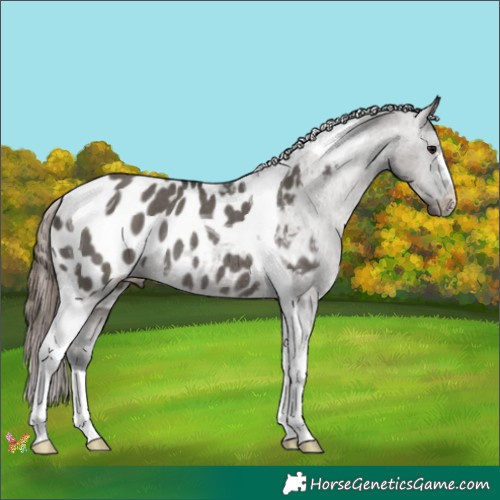 Horse Color:Grullo Tobiano Appaloosa Rabicano 