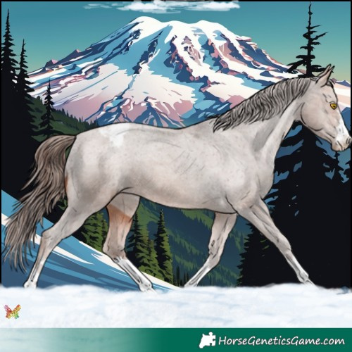 Horse Color:Sable Champagne Appaloosa 