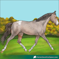 Horse Color:Sable Champagne Appaloosa 