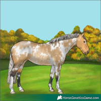 Horse Color:White Spotted Silver Buckskin Dun Rabicano 