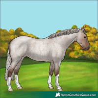 Horse Color:Silver Grullo Roan 