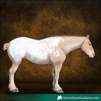 Horse Color:Gold Champagne Appaloosa 