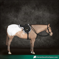 Horse Color:Amber Champagne Appaloosa 
