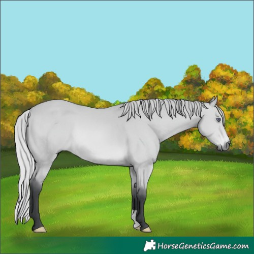 Horse Color:Silver Bay Chinchilla 