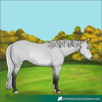 Horse Color:Silver Bay Chinchilla 