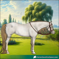 Horse Color:Smoky Blue Roan Pearl 