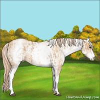Horse Color:White Spotted Red Dun Rabicano  and White Spotted Gold Champagne Dun Rabicano 