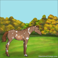 Horse Color:White Spotted Chestnut