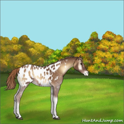 Horse Color:Red Onyx Appaloosa 