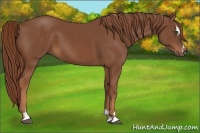 Horse Color:Chestnut Sabino 