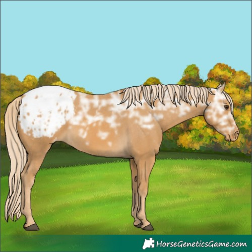 Horse Color:Palomino Ice Appaloosa 
