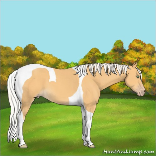 Horse Color:Silver Amber Cream Champagne Tobiano
