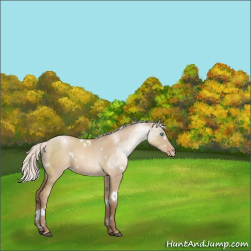 Horse Color:White Spotted Silver Grullo Pearl Sabino Rabicano 