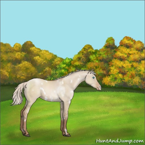 Horse Color:White Spotted Silver Grullo Pearl Rabicano 