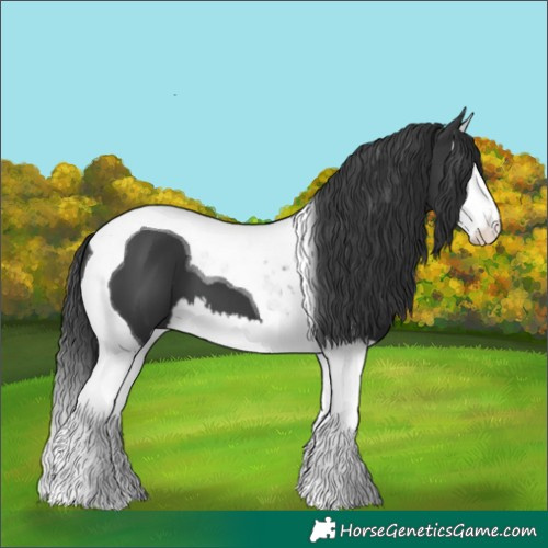 Horse Color:Black Splash Tobiano 