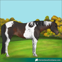 Horse Color:Brown Tobiano 
