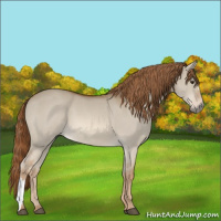 Horse Color:Red Dun 