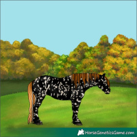 Horse Color:Void Painted Palomino Ice Dun Leopard 