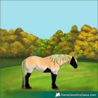 Horse Color:Void Painted Palomino Onyx Splash