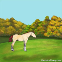 Horse Color:Painted Buckskin Ice Tobiano