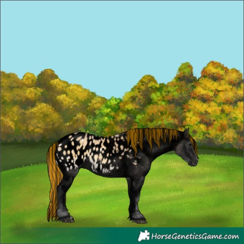 Horse Color:Void Painted White Spotted Buckskin Ice Onyx Appaloosa 
