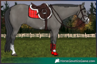 Horse Color:Grullo Sabino Rabicano 