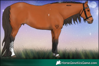 Horse Color:Bay Tobiano 