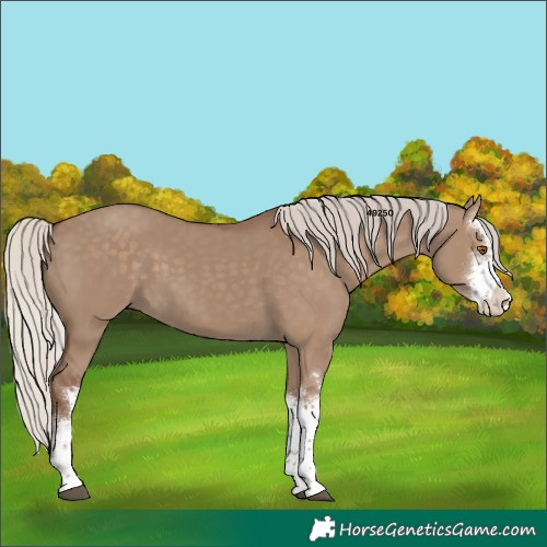Horse Color:White Spotted Silver Grullo Rabicano