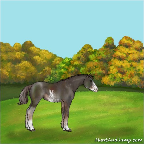 Horse Color:Liver Chestnut Sabino