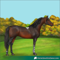 Horse Color:Bay Tobiano 
