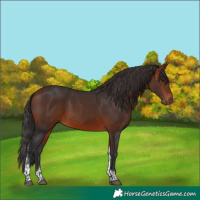 Horse Color:Bay Tobiano 