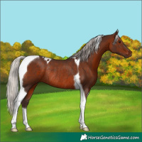 Horse Color:Silver Brown Tobiano Rabicano 