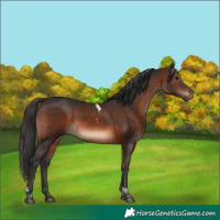 Horse Color:Brown Tobiano 