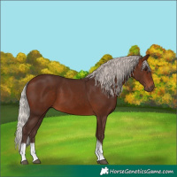 Horse Color:Silver Brown Tobiano 