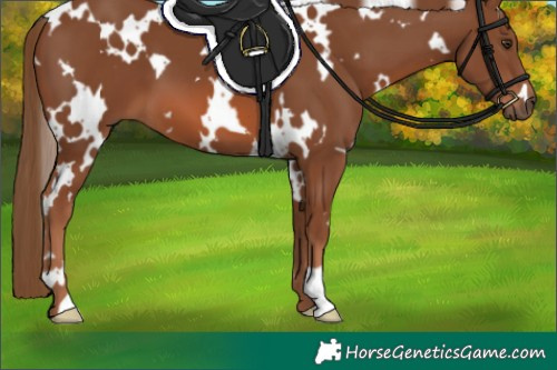 Horse Color:White Spotted Chestnut 