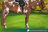 Horse Color:White Spotted Chestnut 