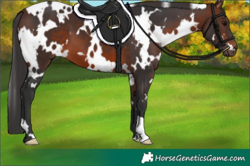Horse Color:White Spotted Brown 