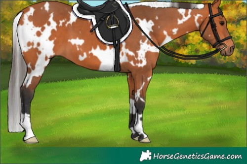 Horse Color:White Spotted Bay 