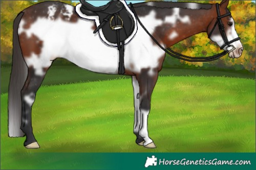 Horse Color:White Spotted Bay Frame Appaloosa 