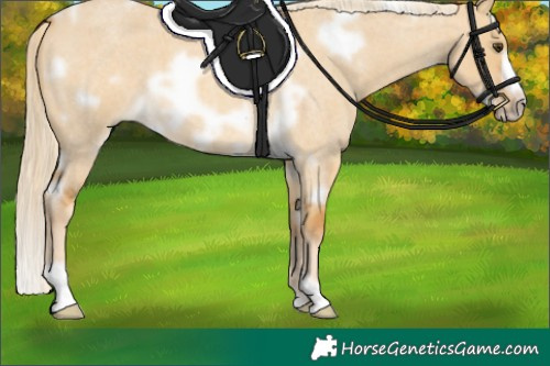 Horse Color:White Spotted Palomino Roan Dun Frame 
