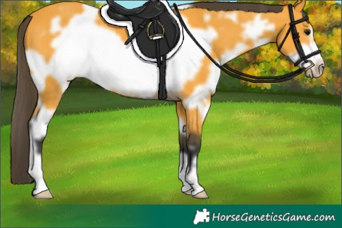 Horse Color:White Spotted Buckskin Frame 