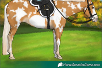 Horse Color:White Spotted Palomino Frame 