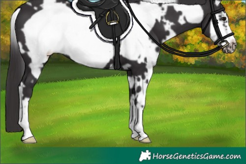 Horse Color:White Spotted Smoky Black Frame 