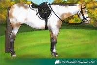 Horse Color:White Spotted Buckskin Frame 