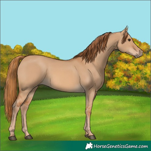 Horse Color:Red Dun 