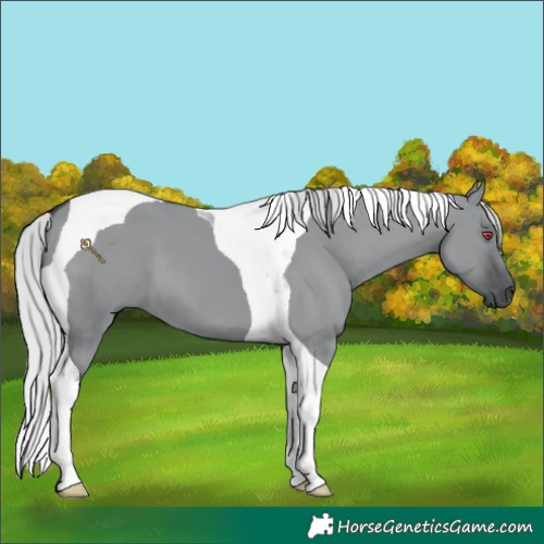 Horse Color:Silver Grullo Chinchilla Tobiano 