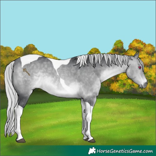 Horse Color:Silver Brown Chinchilla Tobiano