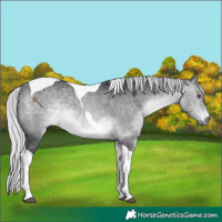 Horse Color:Silver Brown Chinchilla Tobiano 